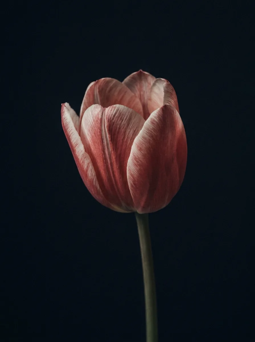 Trade and the First Corporations — Tulip mania